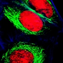 cells