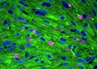 heart cells